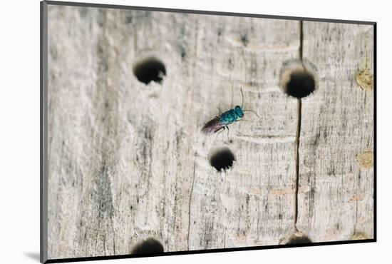 ruby-tailed wasp in the insect hotel,-Nadja Jacke-Mounted Photographic Print