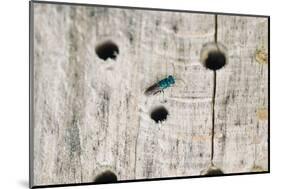 ruby-tailed wasp in the insect hotel,-Nadja Jacke-Mounted Photographic Print