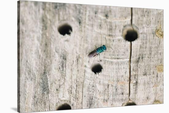 ruby-tailed wasp in the insect hotel,-Nadja Jacke-Stretched Canvas