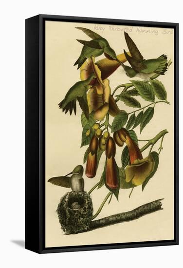 Ruby Throated Humming Bird-John James Audubon-Framed Stretched Canvas