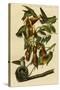 Ruby Throated Humming Bird-John James Audubon-Stretched Canvas