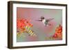 Ruby-throated Hummingbird (Archilochus colubris) adult male, in flight-S & D & K Maslowski-Framed Photographic Print