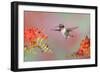 Ruby-throated Hummingbird (Archilochus colubris) adult male, in flight-S & D & K Maslowski-Framed Photographic Print