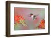 Ruby-throated Hummingbird (Archilochus colubris) adult male, in flight-S & D & K Maslowski-Framed Photographic Print