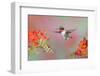 Ruby-throated Hummingbird (Archilochus colubris) adult male, in flight-S & D & K Maslowski-Framed Photographic Print