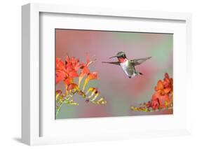 Ruby-throated Hummingbird (Archilochus colubris) adult male, in flight-S & D & K Maslowski-Framed Photographic Print