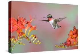 Ruby-throated Hummingbird (Archilochus colubris) adult male, in flight-S & D & K Maslowski-Stretched Canvas