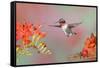 Ruby-throated Hummingbird (Archilochus colubris) adult male, in flight-S & D & K Maslowski-Framed Stretched Canvas