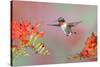 Ruby-throated Hummingbird (Archilochus colubris) adult male, in flight-S & D & K Maslowski-Stretched Canvas