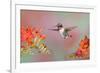 Ruby-throated Hummingbird (Archilochus colubris) adult male, in flight-S & D & K Maslowski-Framed Photographic Print