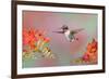 Ruby-throated Hummingbird (Archilochus colubris) adult male, in flight-S & D & K Maslowski-Framed Photographic Print