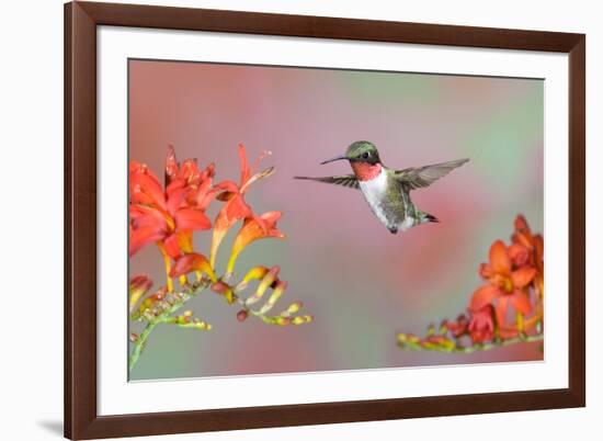 Ruby-throated Hummingbird (Archilochus colubris) adult male, in flight-S & D & K Maslowski-Framed Photographic Print