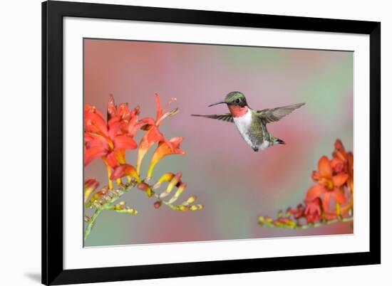 Ruby-throated Hummingbird (Archilochus colubris) adult male, in flight-S & D & K Maslowski-Framed Photographic Print