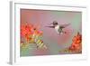 Ruby-throated Hummingbird (Archilochus colubris) adult male, in flight-S & D & K Maslowski-Framed Photographic Print