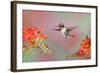 Ruby-throated Hummingbird (Archilochus colubris) adult male, in flight-S & D & K Maslowski-Framed Photographic Print