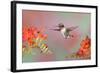 Ruby-throated Hummingbird (Archilochus colubris) adult male, in flight-S & D & K Maslowski-Framed Photographic Print