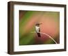 Ruby-throated Hummingbird (Archilochus colubris) adult male, perched on twig, Florida, USA-Edward Myles-Framed Photographic Print