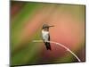 Ruby-throated Hummingbird (Archilochus colubris) adult male, perched on twig, Florida, USA-Edward Myles-Mounted Photographic Print