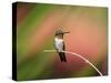 Ruby-throated Hummingbird (Archilochus colubris) adult male, perched on twig, Florida, USA-Edward Myles-Stretched Canvas