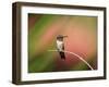 Ruby-throated Hummingbird (Archilochus colubris) adult male, perched on twig, Florida, USA-Edward Myles-Framed Photographic Print