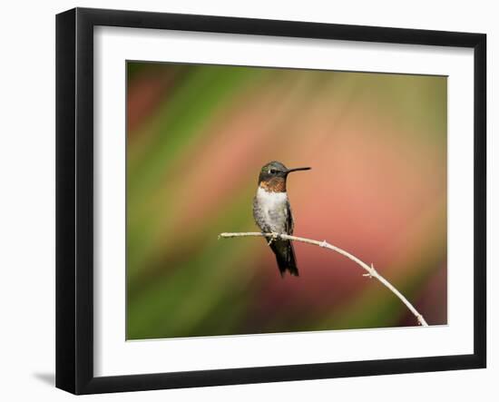 Ruby-throated Hummingbird (Archilochus colubris) adult male, perched on twig, Florida, USA-Edward Myles-Framed Photographic Print