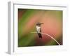 Ruby-throated Hummingbird (Archilochus colubris) adult male, perched on twig, Florida, USA-Edward Myles-Framed Photographic Print