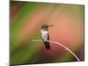 Ruby-throated Hummingbird (Archilochus colubris) adult male, perched on twig, Florida, USA-Edward Myles-Mounted Photographic Print