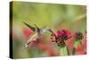 Ruby-throated Hummingbird (Archilochus colubris) at Red Pentas in Marion County, Illinois-Richard & Susan Day-Stretched Canvas