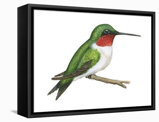 Ruby-Throated Hummingbird (Archilochus Colubris), Birds-Encyclopaedia Britannica-Framed Stretched Canvas