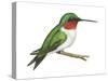 Ruby-Throated Hummingbird (Archilochus Colubris), Birds-Encyclopaedia Britannica-Stretched Canvas