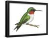 Ruby-Throated Hummingbird (Archilochus Colubris), Birds-Encyclopaedia Britannica-Framed Poster