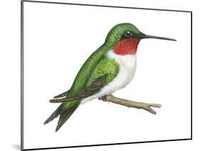 Ruby-Throated Hummingbird (Archilochus Colubris), Birds-Encyclopaedia Britannica-Mounted Poster