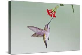 Ruby-Throated Hummingbird (Archilochus Colubris) Feeding, Texas, USA-Larry Ditto-Stretched Canvas