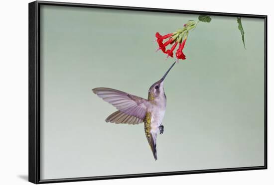 Ruby-Throated Hummingbird (Archilochus Colubris) Feeding, Texas, USA-Larry Ditto-Framed Photographic Print