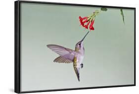 Ruby-Throated Hummingbird (Archilochus Colubris) Feeding, Texas, USA-Larry Ditto-Framed Photographic Print