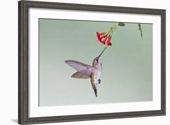 Ruby-Throated Hummingbird (Archilochus Colubris) Feeding, Texas, USA-Larry Ditto-Framed Photographic Print