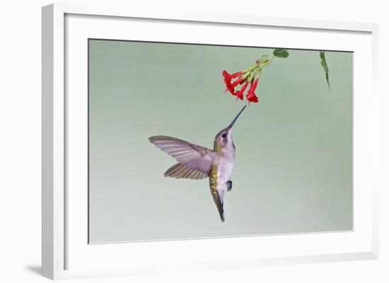 Ruby-Throated Hummingbird (Archilochus Colubris) Feeding, Texas, USA-Larry Ditto-Framed Photographic Print