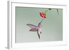 Ruby-Throated Hummingbird (Archilochus Colubris) Feeding, Texas, USA-Larry Ditto-Framed Photographic Print