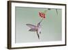 Ruby-Throated Hummingbird (Archilochus Colubris) Feeding, Texas, USA-Larry Ditto-Framed Photographic Print