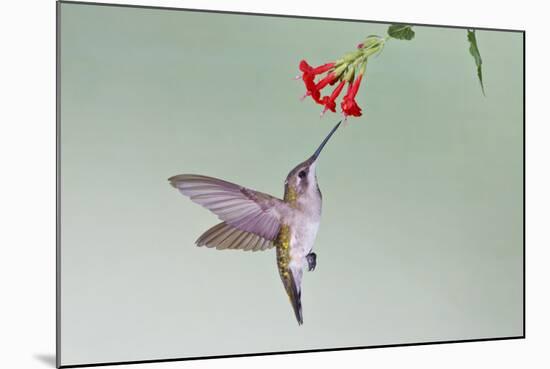 Ruby-Throated Hummingbird (Archilochus Colubris) Feeding, Texas, USA-Larry Ditto-Mounted Photographic Print