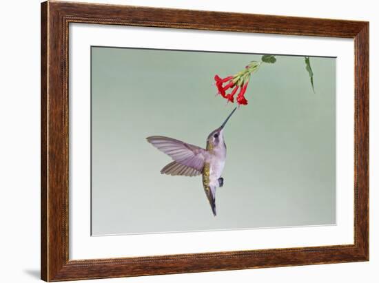 Ruby-Throated Hummingbird (Archilochus Colubris) Feeding, Texas, USA-Larry Ditto-Framed Photographic Print