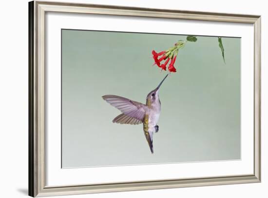 Ruby-Throated Hummingbird (Archilochus Colubris) Feeding, Texas, USA-Larry Ditto-Framed Photographic Print