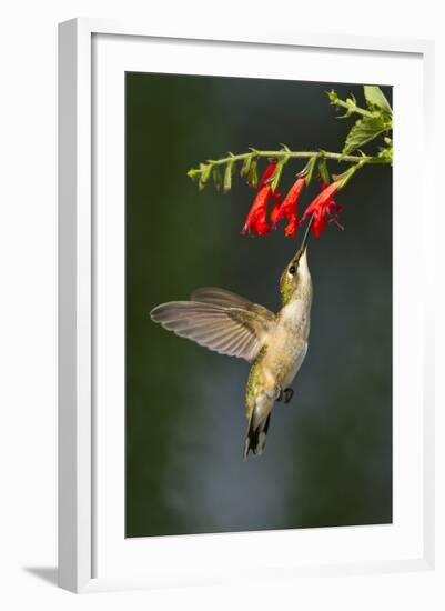 Ruby-Throated Hummingbird (Archilochus Colubris) Feeding, Texas, USA-Larry Ditto-Framed Photographic Print