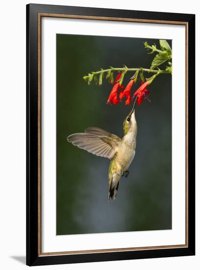 Ruby-Throated Hummingbird (Archilochus Colubris) Feeding, Texas, USA-Larry Ditto-Framed Photographic Print