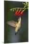 Ruby-Throated Hummingbird (Archilochus Colubris) Feeding, Texas, USA-Larry Ditto-Mounted Photographic Print