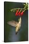 Ruby-Throated Hummingbird (Archilochus Colubris) Feeding, Texas, USA-Larry Ditto-Stretched Canvas