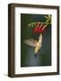 Ruby-Throated Hummingbird (Archilochus Colubris) Feeding, Texas, USA-Larry Ditto-Framed Photographic Print