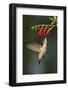 Ruby-Throated Hummingbird (Archilochus Colubris) Feeding, Texas, USA-Larry Ditto-Framed Photographic Print