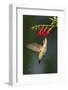 Ruby-Throated Hummingbird (Archilochus Colubris) Feeding, Texas, USA-Larry Ditto-Framed Photographic Print