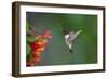 Ruby-throated Hummingbird (Archilochus colubris) flying-Larry Ditto-Framed Photographic Print